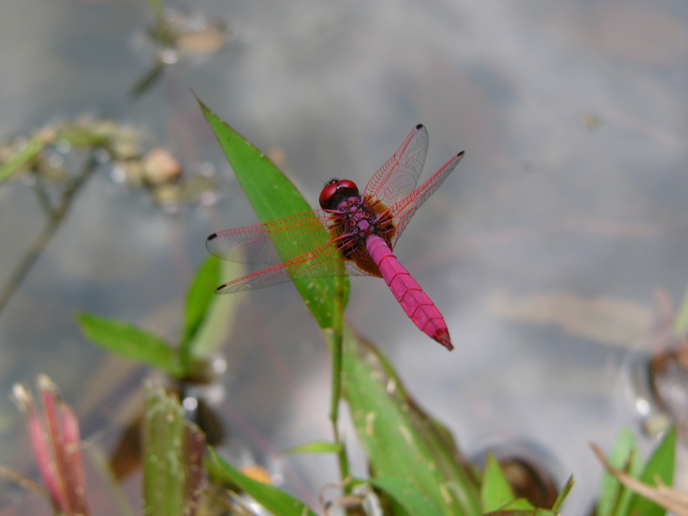 Crimson Dropwing