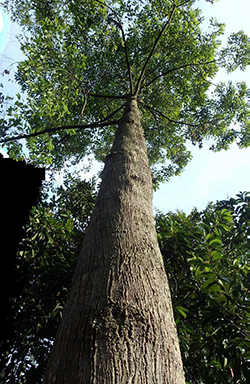 Bukit Timah Nature Reserve: A Model for Conservation