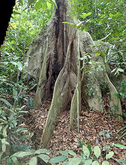 Bukit Timah Nature Reserve: A Model for Conservation