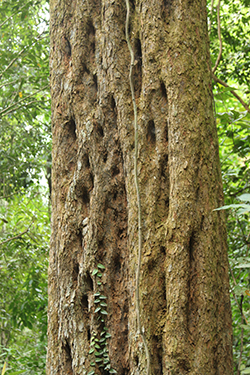 Bukit Timah Nature Reserve: A Model for Conservation