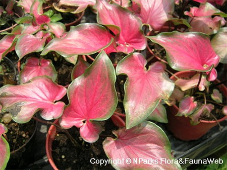 Caladium Bicolor