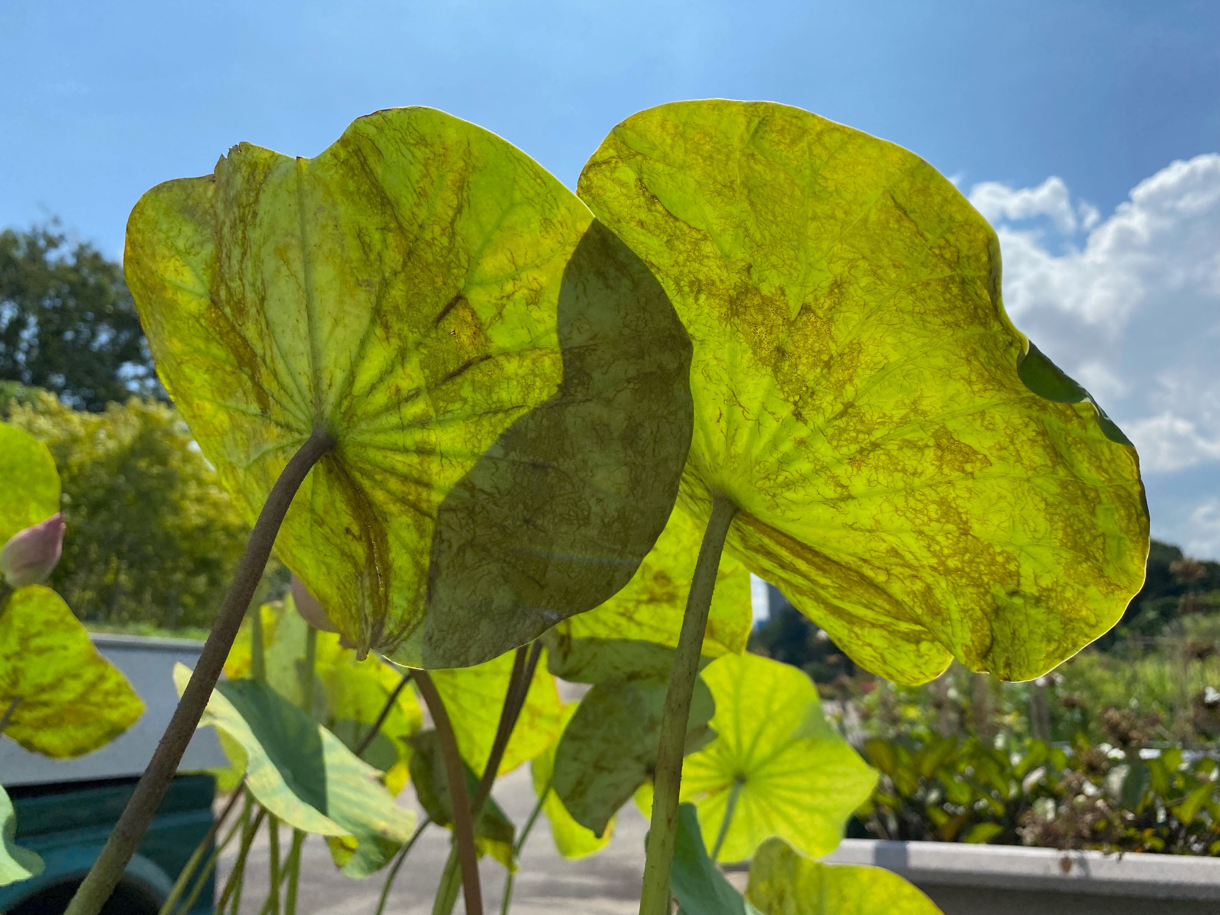 A plant bathing in sunlight
