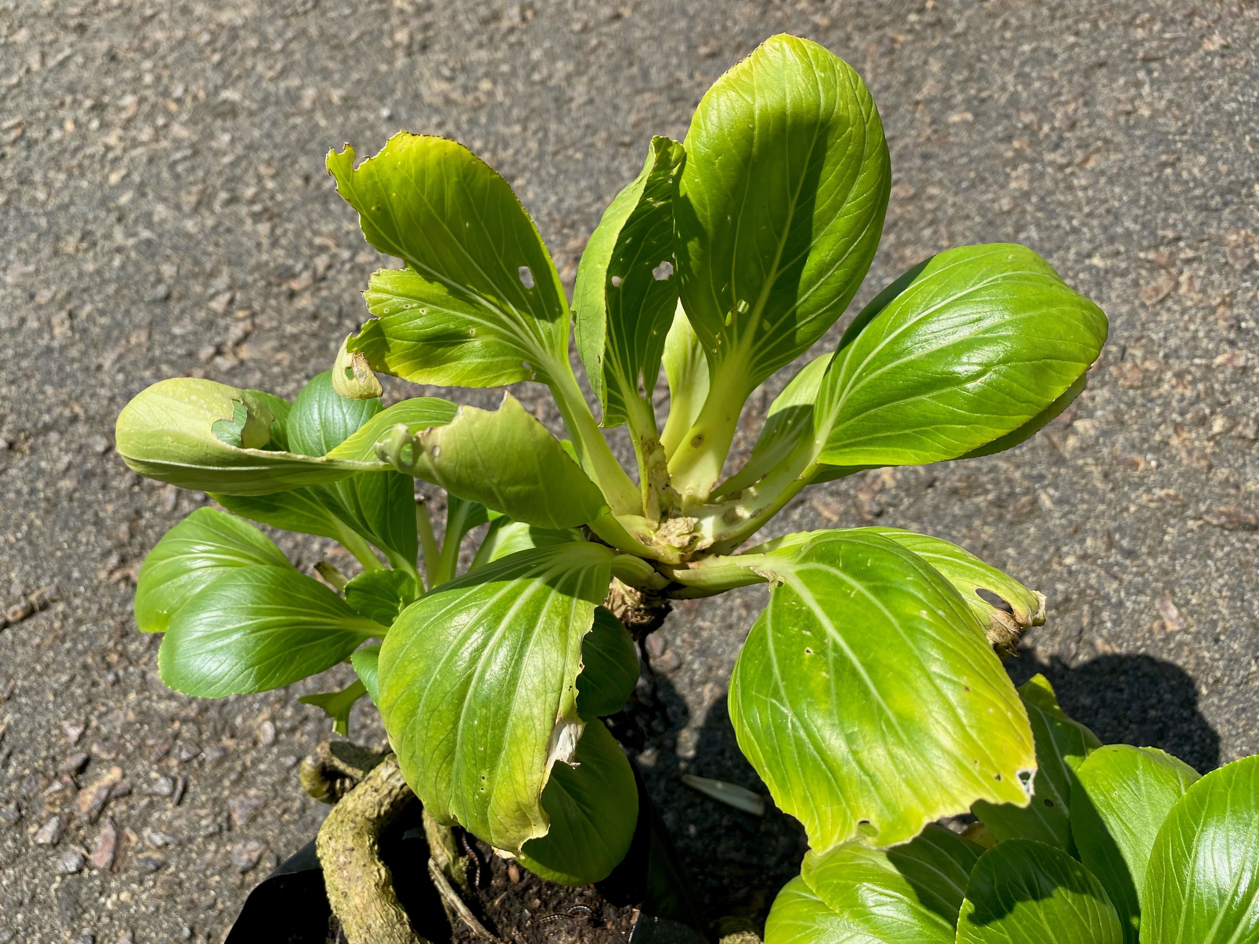 A plant