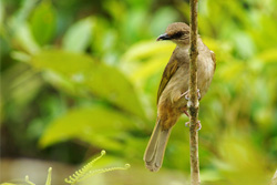 bulbul 3