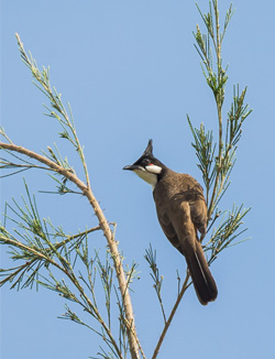 bulbul 5