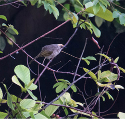 Bulbul 6