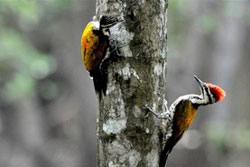 Humble Natives of Sungei Buloh Wetland Reserve