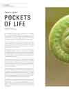 Pockets of Life