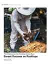 The Melbourne City Rooftop Honey Buzz: Sweet Success on Rooftops