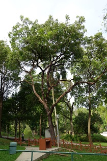 Neem Tree St John's Island