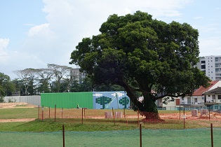 Tanjong Tree Lorong Ah Soo