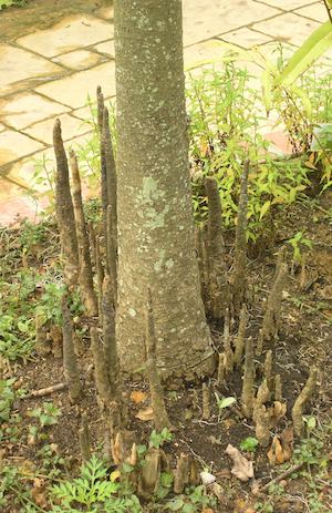 Crabapple Mangrove