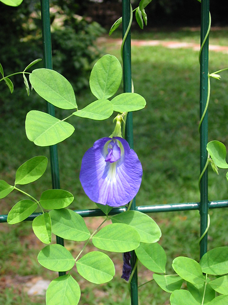 Blue Pea