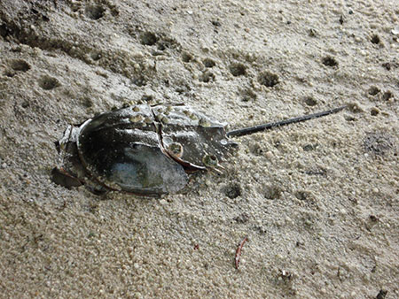 Mangrove Horseshoe Crab