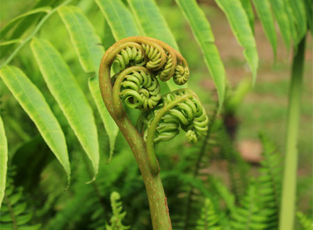 Elephant Fern