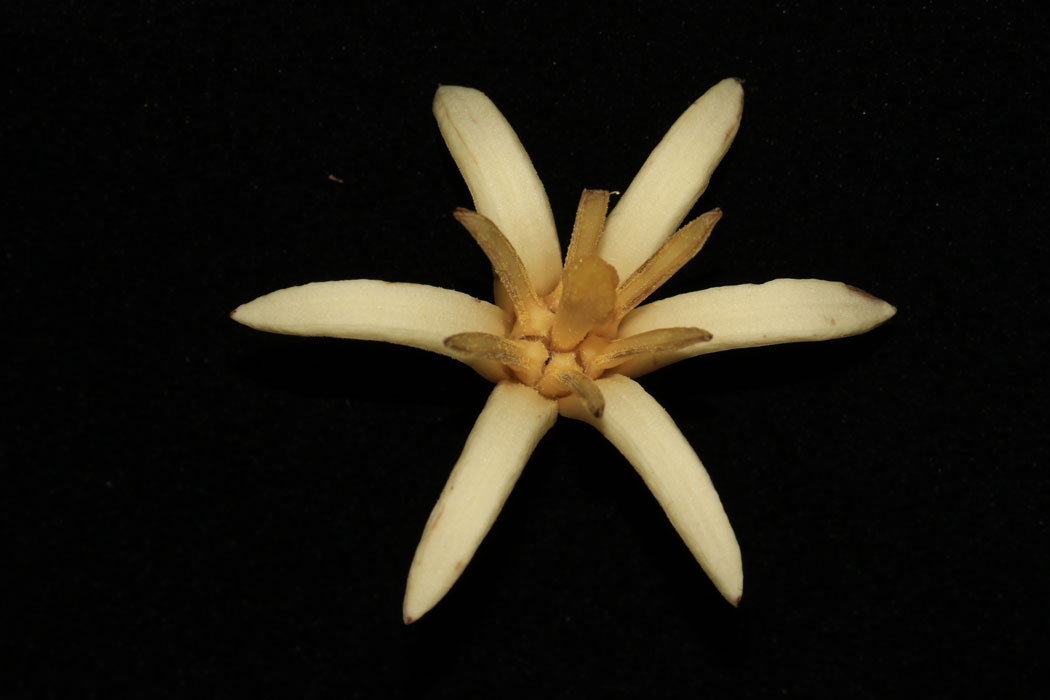 Alangium ridleyi 