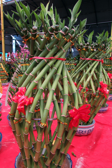DYK_Dracaena sanderiana_Vicky Lim Yen Ngoh