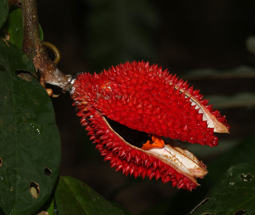 Durun Insect Flora and Fauna Web