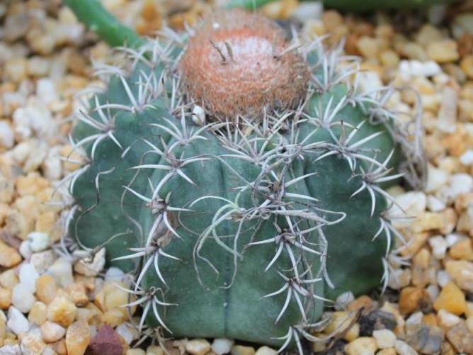 Melocactus pruinosus