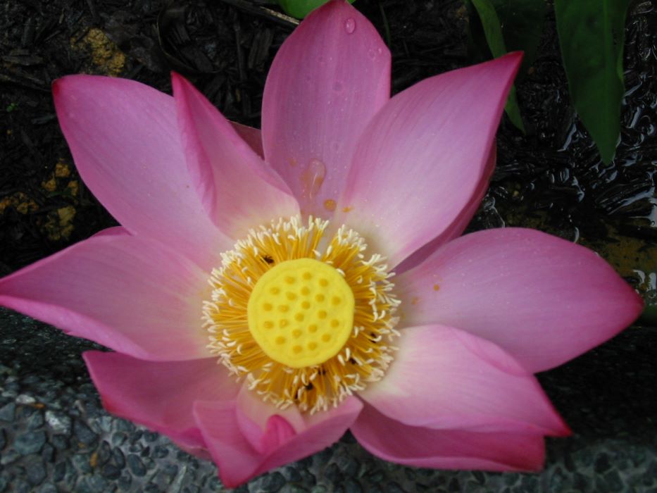 DYK_Nelumbo_nucifera
