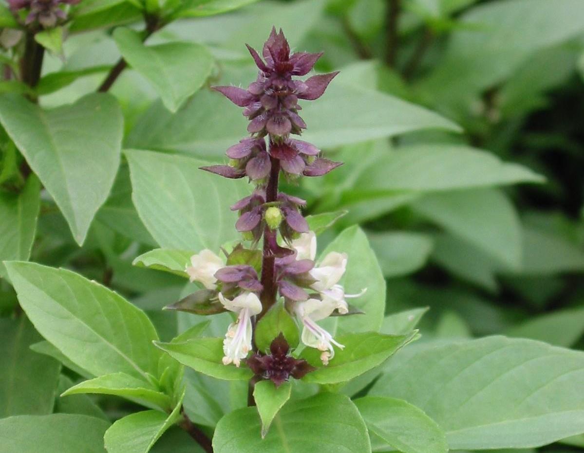 Ocimum basilicum