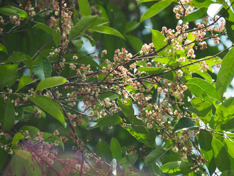 Syzygium polyanthum