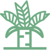 Cycad