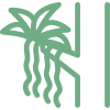 Epiphyte