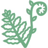 Ferns and Lycophytes