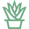 Succulent Succulent