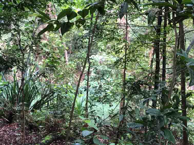New Ginger Species from Central Vietnam