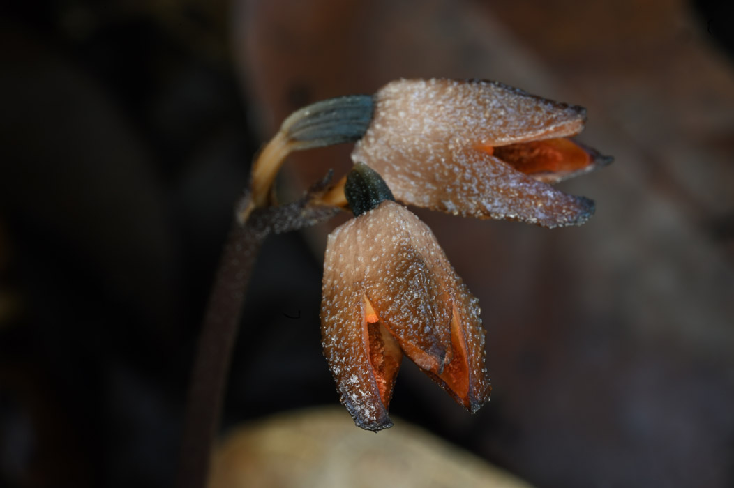 Gastrodia queenslandica