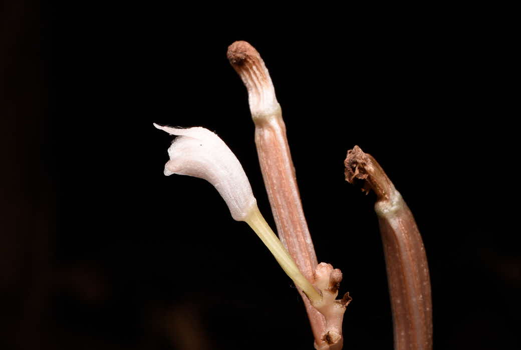 A New Orchid Record for Singapore