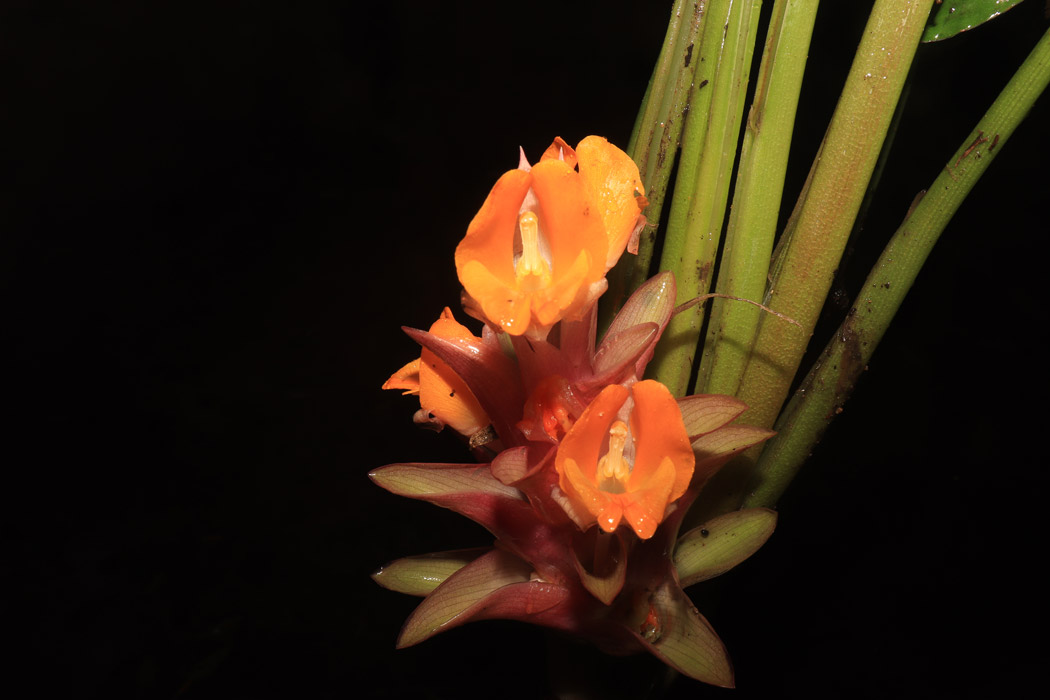Curcuma corallina