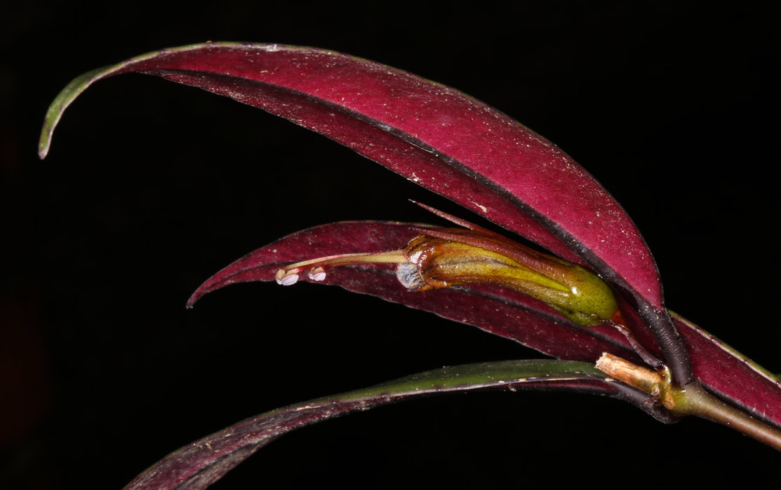 Aeschynanthus albidus
