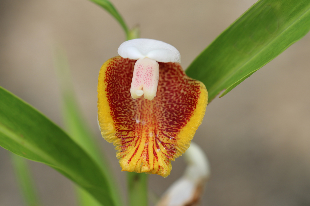 POTM_Alpinia_mutica_Pauline_Tay