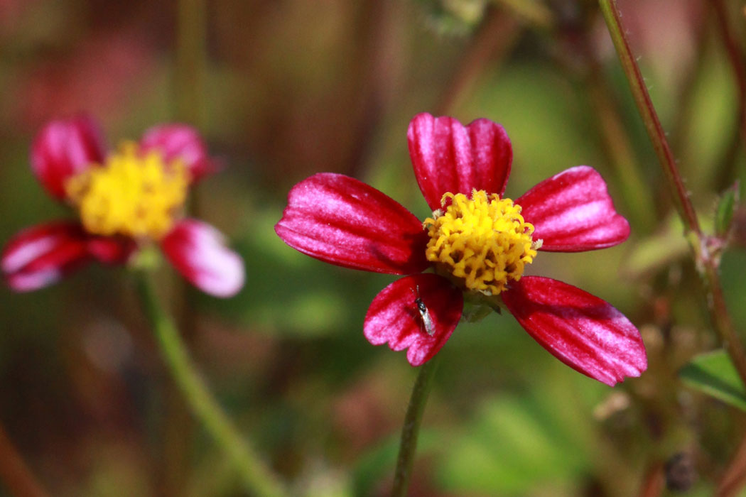 Bidens aurea Pretty In Pink