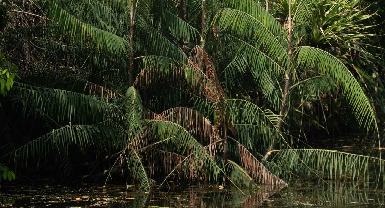 Calamus erinaceus