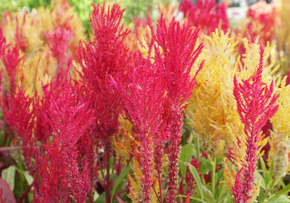 Celosia argentea Plumosa Group