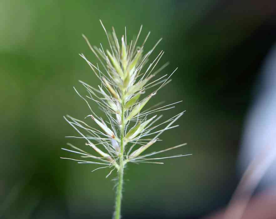 Cenchrus purpurascens ‘Little Bunny’