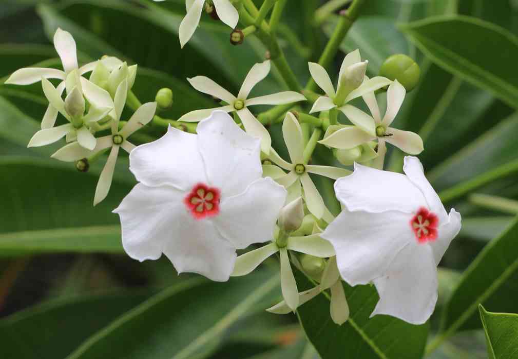 Cerbera manghas