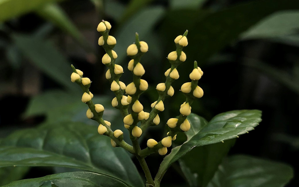Chloranthus officinalis
