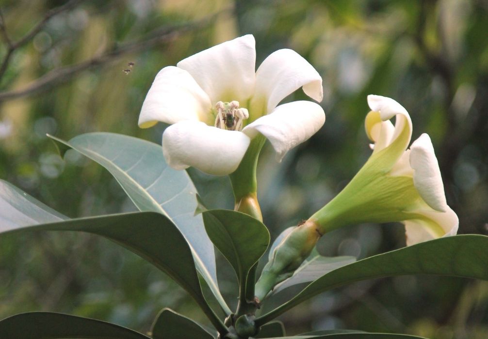 Fagraea auriculata