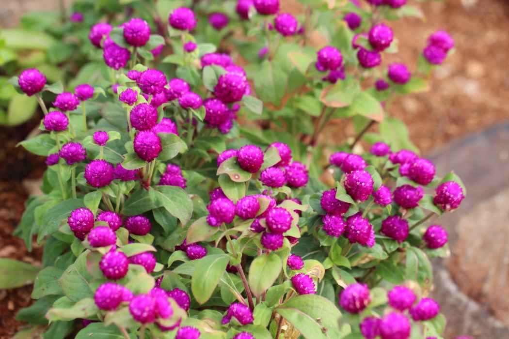 Gomphrena globosa