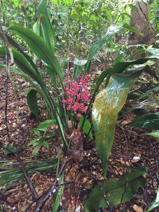 Hanguana rubinea