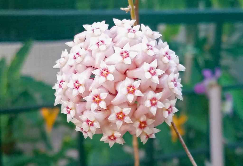 Hoya latifolia