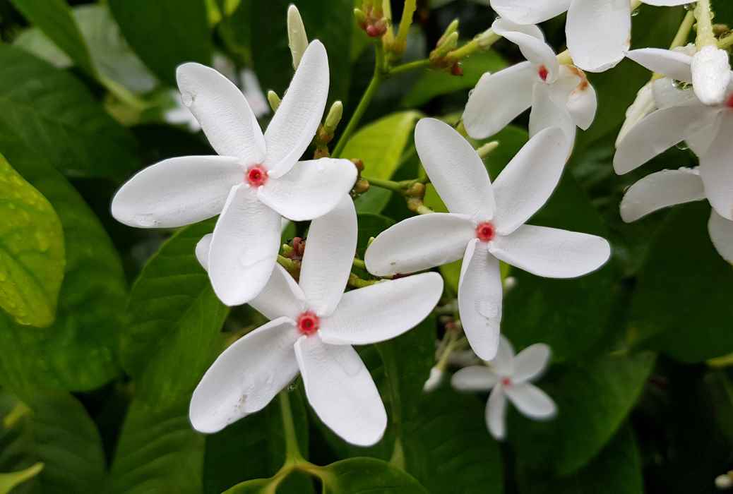 Kopsia singapurensis