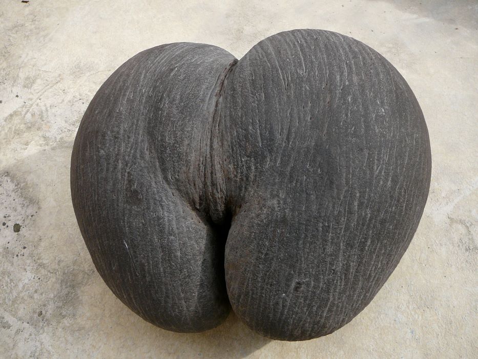 Lodoicea maldivica