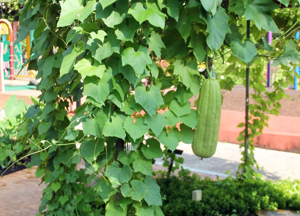 Luffa cylindrica