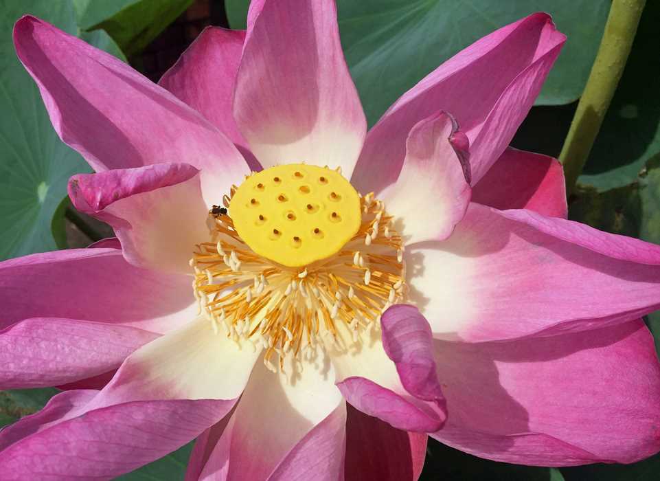 Nelumbo nucifera